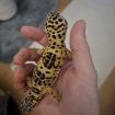 Leopardengecko Männchen 2 Jahre