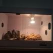 Leopardengecko Männchen mit Terra 60x40x40